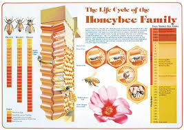 Bee Life Cycle Poster